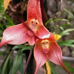 Affe-Gesichts-Orchideen-Blume