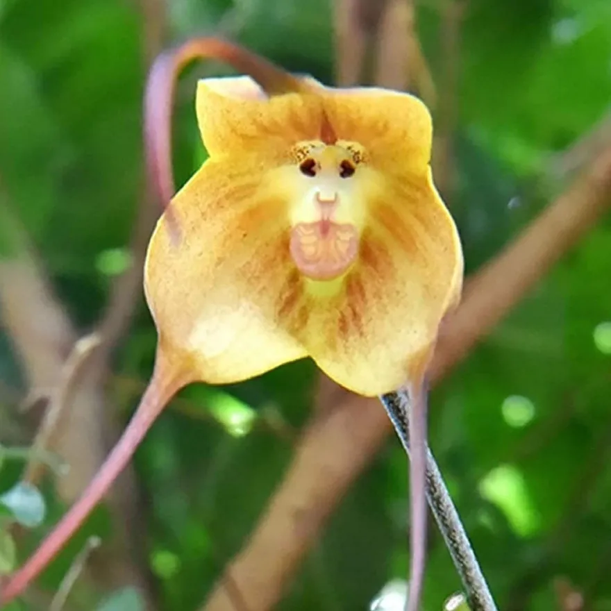 Affe-Gesichts-Orchideen-Blume