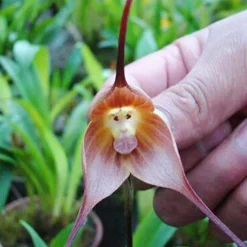Affe-Gesichts-Orchideen-Blume
