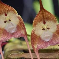 Affe-Gesichts-Orchideen-Blume