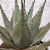 Agave parryi neomexicana im 20 cm Topf
