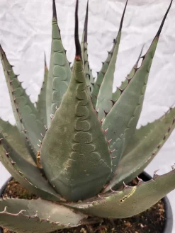 Agave parryi neomexicana im 20 cm Topf