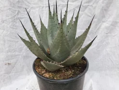 Agave parryi neomexicana im 20 cm Topf