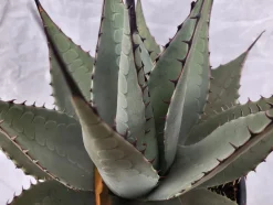 Agave parryi neomexicana im 20 cm Topf