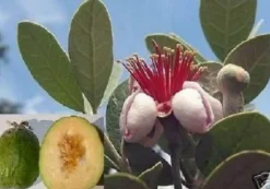 Ananas-Guave Samen / frostharte Balkonpflanze Balkonpflanzen Pflanzen für den Balkon
