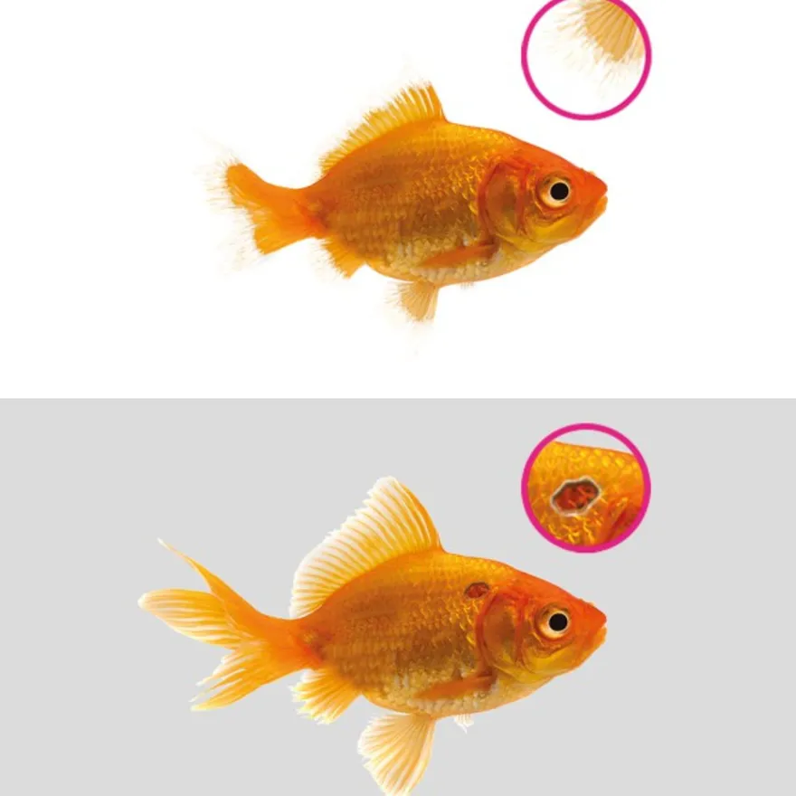 Anti Ulcer & Finrot / gegen Geschwüre und Flossenfäule