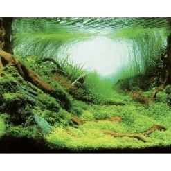 Aqua Nova Fotorückwand Plants / Ocean XL Poster Rückwand 150x60cm Deko Aquarium