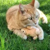 Aumüller Katzenspielzeug Baldi Bunny - Plüschtier zum Schmusen mit Baldrianfüllung