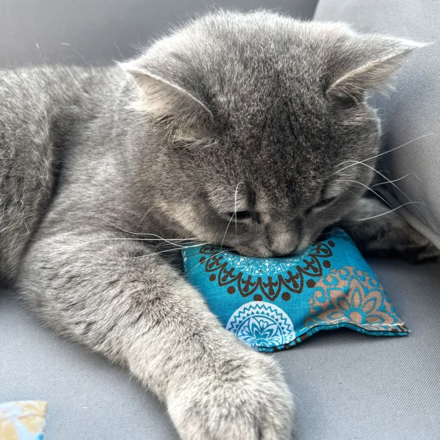 Aumüller Schmusekissen für Katzen mit Katzenminze - Katzenspielkissen Minzini, 10