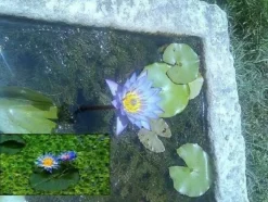 Blaue Seerose Samen / winterharte Teichpflanze blühende Schwimmpflanzen Teichpflanzen