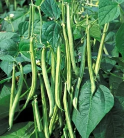 Bohnen Buschbohnen Maxi Gluckentyp 1 kg Züchtersaat Samen