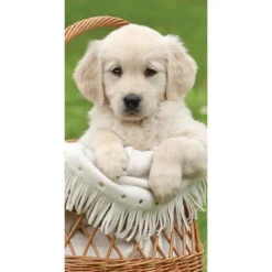 BrandMac Golden Retriever Strandtuch, 70 x 140 cm, Baumwolle