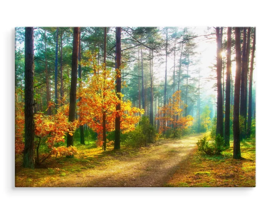 CANVAS Leinwandbild XXL Wandbilder Büro Sonnenstrahlen im Wald 3D 1332