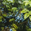 Caramanfruit Blaubeeren-Frucht-Püree 1kg Heidelbeer-Püree fruchtig süße Beeren
