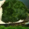 100 cm2 Pflanzmatte mit Unterwassergras / winterfeste immergrüne Wasserpflanze