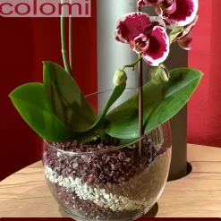 Colomi 1 l Pflanz-Substrat für Orchideen | 4 bis 8 mm | 15 Farben zur Auswahl