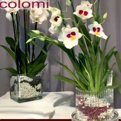 Colomi 1 l Pflanz-Substrat für Orchideen | 4 bis 8 mm | 15 Farben zur Auswahl