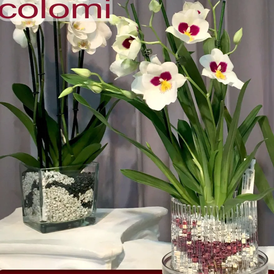 Colomi 1 l Pflanz-Substrat für Orchideen | 4 bis 8 mm | 15 Farben zur Auswahl