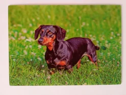 3 D Ansichtskarte Hunde Katze Postkarte Wackelkarte Hologrammkarte Tier Hund Katzen