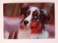 3 D Ansichtskarte Hunde Katze Postkarte Wackelkarte Hologrammkarte Tier Hund Katzen