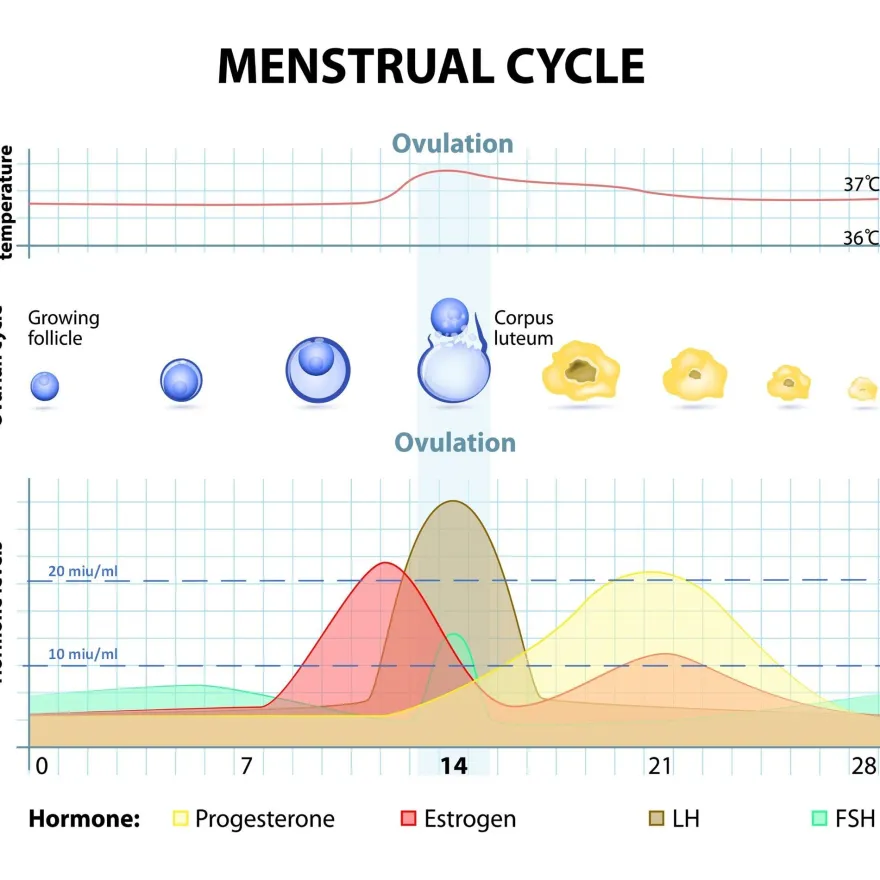 25 David Ovulationstest Streifen 20miu/ml+ 5 Schwangerschaftstest Streifen