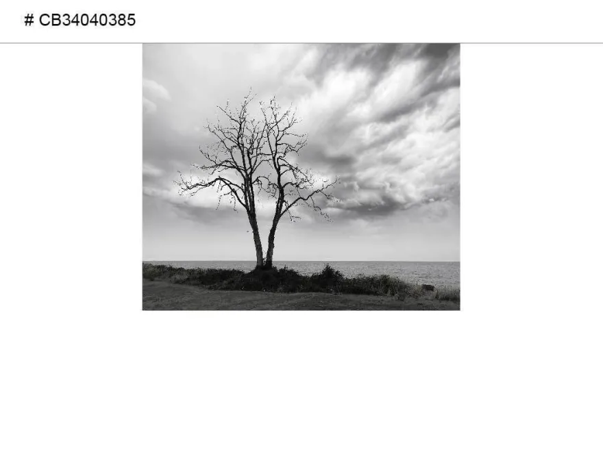 Duschrückwand Duschrückwände Ecklösung Alu Wandverkleidung Baum und See 385