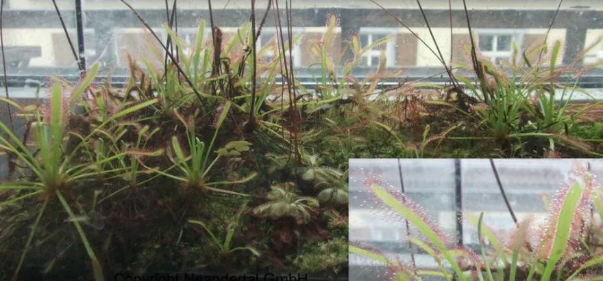 Einheimischer Sonnentau gegen Mücken Insekten Fleischfressende Pflanze - Samen