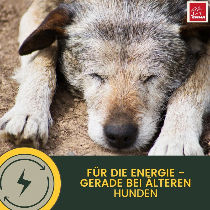 EMMA Multi Vitamine + Vitamin B-Komplex für Hunde, Tropfen 100ml