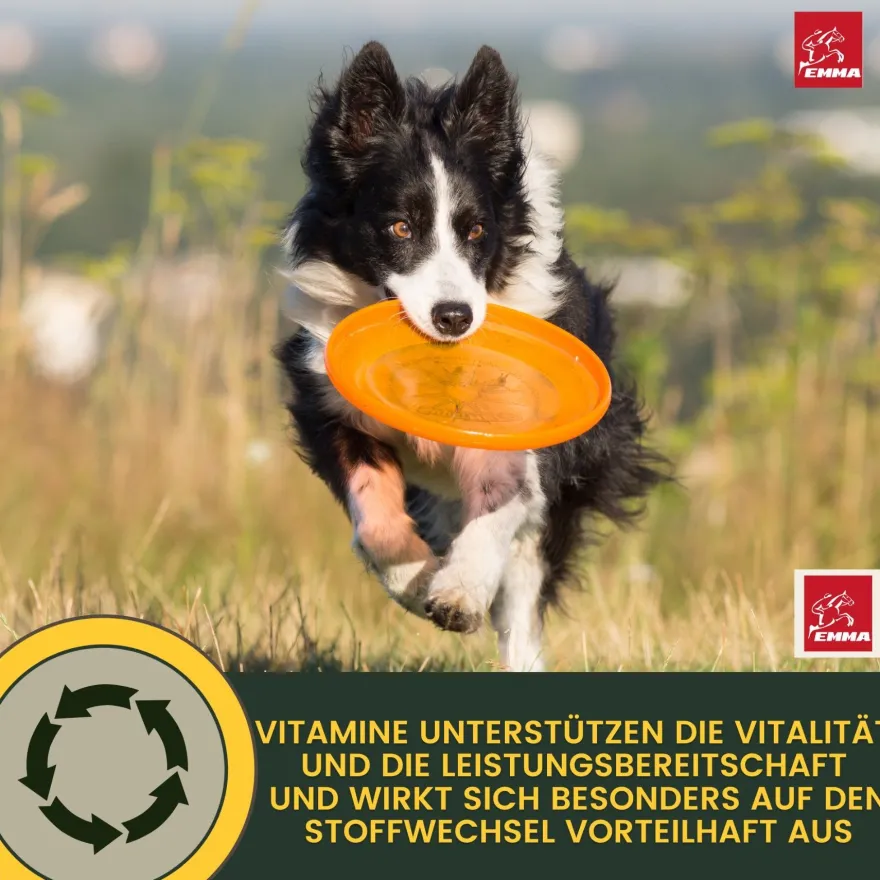 EMMA Multi Vitamine + Vitamin B-Komplex für Hunde, Tropfen 100ml