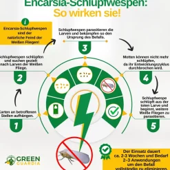 Encarsia Schlupfwespen gegen weiße Fliege