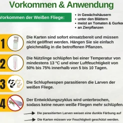 Encarsia Schlupfwespen gegen weiße Fliege