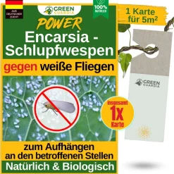 Encarsia Schlupfwespen gegen weiße Fliege