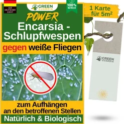Encarsia Schlupfwespen gegen weiße Fliege
