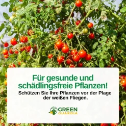 Encarsia Schlupfwespen gegen weiße Fliege
