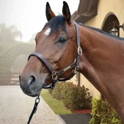 EQuest Lederhalfter Inscribe für Pferde, unterlegt - mocha, S - Pony