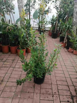 Erdbeerbaum Arbutus unedo -Erdbeerstrauch - Winterblüher und mediterranes Gehölz