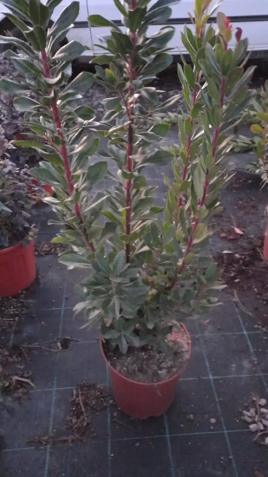 Erdbeerbaum Arbutus unedo -Erdbeerstrauch - Winterblüher und mediterranes Gehölz
