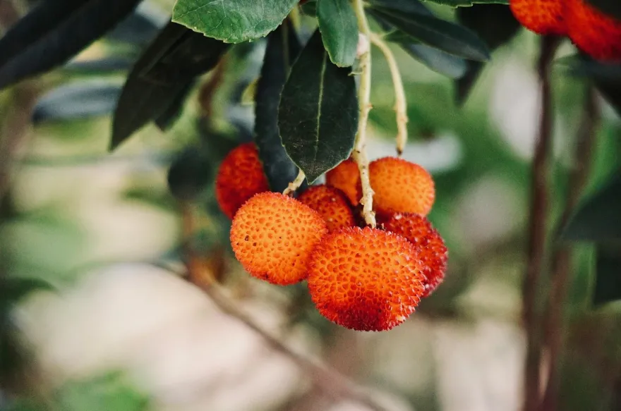 Erdbeerbaum Arbutus unedo -Erdbeerstrauch - Winterblüher und mediterranes Gehölz
