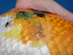 Fish Pharma Propolis Tinktur 30 ml - wirkt als natürliches Antibiotikum
