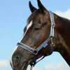 Foal Halter Dublin Navy/Silver