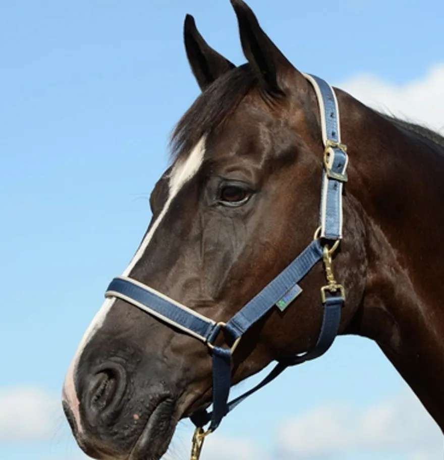 Foal Halter Dublin Navy/Silver