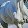Fototapete Arabian HORSES 366x254cm Strand Schimmel weiße Pferde Galopp Araber