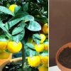 Frische Früchte ernten : Winterhart ! 2 Jungpflanzen 3-blättrige Orange & Pflanzerde