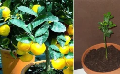 Frische Früchte ernten : Winterhart ! 2 Jungpflanzen 3-blättrige Orange & Pflanzerde