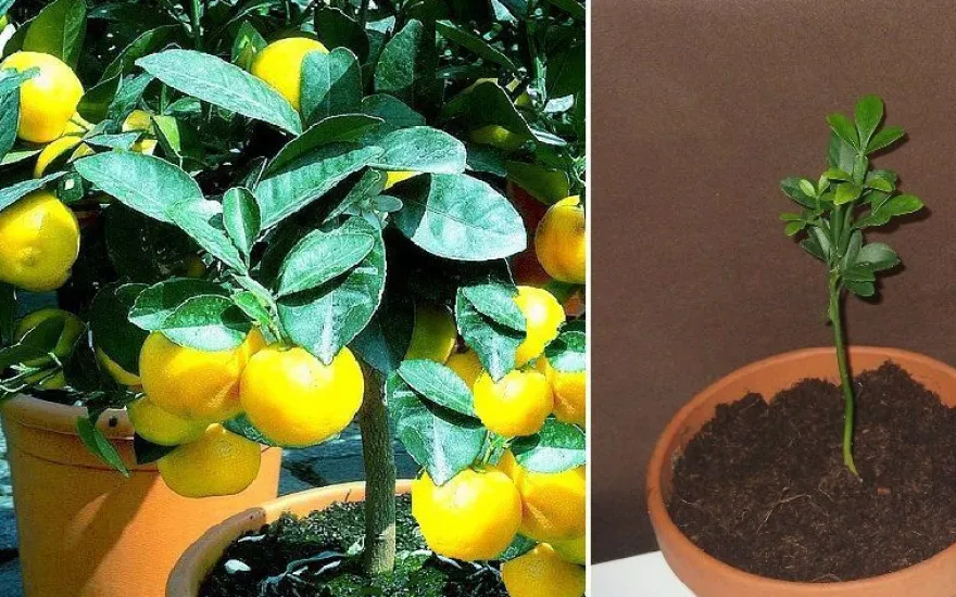 Frische Früchte ernten : Winterhart ! 2 Jungpflanzen 3-blättrige Orange & Pflanzerde
