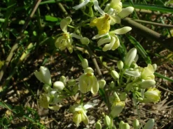 10 frische Moringa Samen - Moringa oleifera