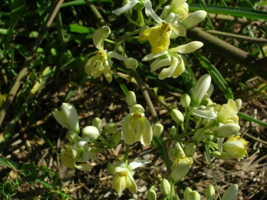 10 frische Moringa Samen - Moringa oleifera