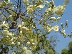 10 frische Moringa Samen - Moringa oleifera