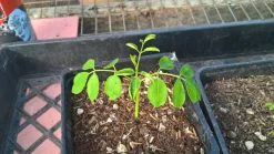 10 frische Moringa Samen - Moringa oleifera