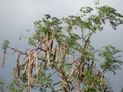 10 frische Moringa Samen - Moringa oleifera